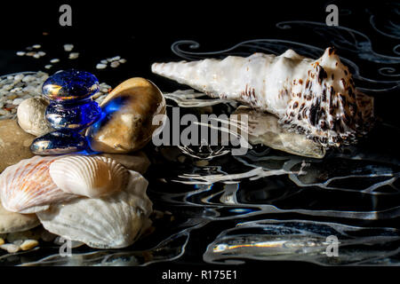 Conchiglie in acqua con la riflessione e con le gocce in caduta su uno sfondo nero Foto Stock