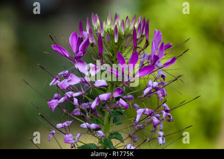 Spider flower anche sapere come Volantines Preciosos, Cleome speciosa, Cleome Spinosa, Cleome hassleriana, Cleome. Bangladesh. Foto Stock