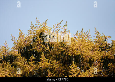 Fiore di albero di mango. Bangladesh. Foto Stock