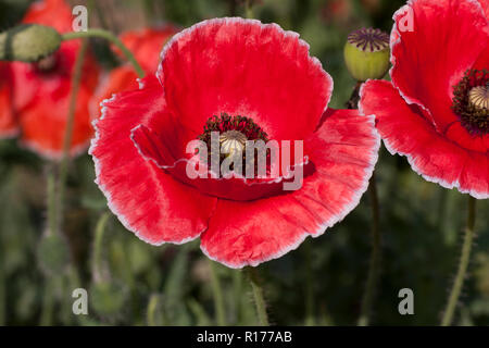 Il papavero noto anche come comune papavero, papavero di campo di mais, semi di papavero, Papaver rhoeas. Bangladesh. Foto Stock