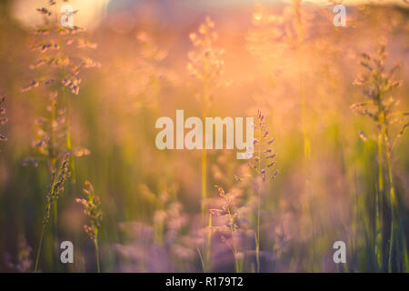 Bellissimo campo di erba durante il tramonto, golden la luce del tramonto, sfondo sfocato Foto Stock