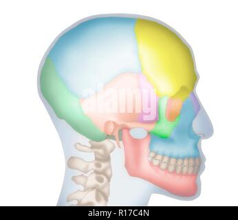 Illustrazione di un teschio umano che mostra il profilo della testa in blu. Le varie ossa che compongono il cranio sono anche mostrati in diversi colori, compreso il frontale (giallo), parietale (blu), occipitali (verde scuro), temporale (arancione) e nasale (viola). Foto Stock