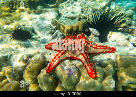 La fotografia subacquea. Pomello rosso stella di mare. Zanzibar, Tanzania Foto Stock