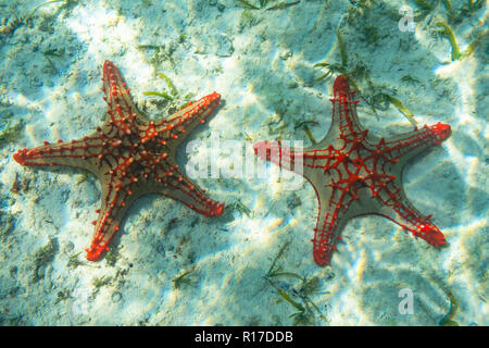 La fotografia subacquea. Pomello rosso stella di mare. Zanzibar, Tanzania Foto Stock