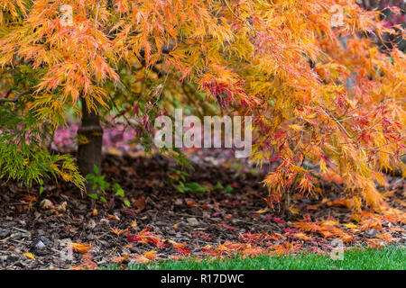 In autunno il merletto giapponese maple leaf la visualizzazione ad albero dei rami inferiori e al di sotto di Foto Stock