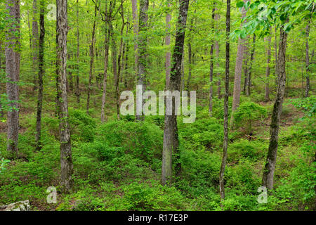 Alle foreste di latifoglie in estate, Petit Jean State Park, Arkansas, STATI UNITI D'AMERICA Foto Stock