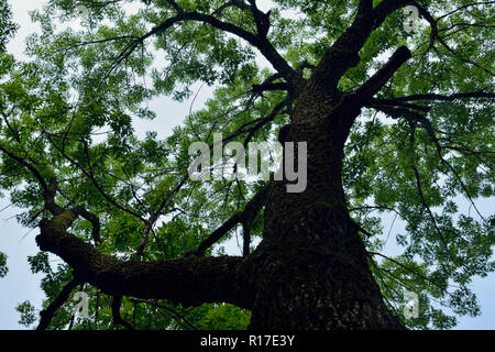 Alle foreste di latifoglie in estate, Petit Jean State Park, Arkansas, STATI UNITI D'AMERICA Foto Stock