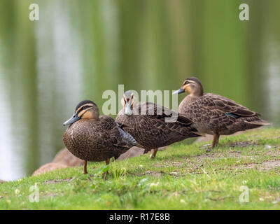 Pacific Black Duck (Anas superciliosa) gara 'rogersi' Foto Stock