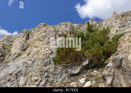 Solitaria, Pinus mugo (pino mugo) sulle rocce calcaree in alta montagna. Concetto di solitudine. Foto Stock