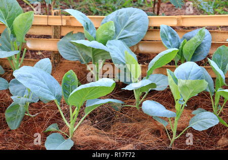 Cavolo cinese vegetale nel giardino Foto Stock