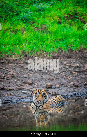 In una stagione dei monsoni questo maschio royal tigre del Bengala cub con la riflessione in acqua in attesa di sua madre nella incantevole natura al Parco nazionale di Ranthambore Foto Stock