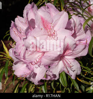 Rhododendron ponticum Filigran (Rhododendron ponticum) Foto Stock