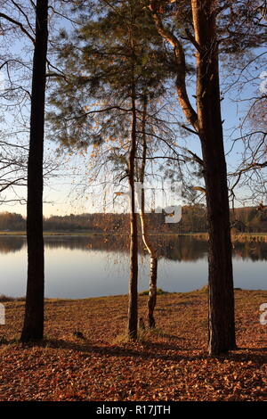 Alberi nel tardo autunno. Il lago in lontananza e la caduta foglie sulla spiaggia Foto Stock