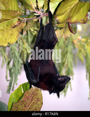 I pipistrelli sono mammiferi dell'ordine Chirotteri; con le loro arti anteriori adattati come ali, sono gli unici mammiferi naturalmente capaci di vero e sostenuta fly Foto Stock