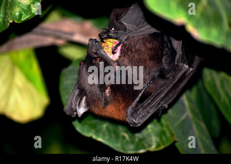 I pipistrelli sono mammiferi dell'ordine Chirotteri; con le loro arti anteriori adattati come ali, sono gli unici mammiferi naturalmente capaci di vero e sostenuta fly Foto Stock