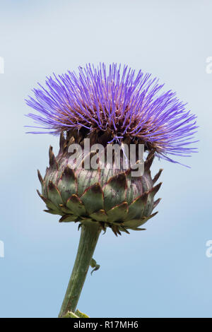 Il cardo o carciofo cardo, Cynara cardunculus, fiore contro il cielo blu come un giardino di piante ornamenal, Luglio Foto Stock