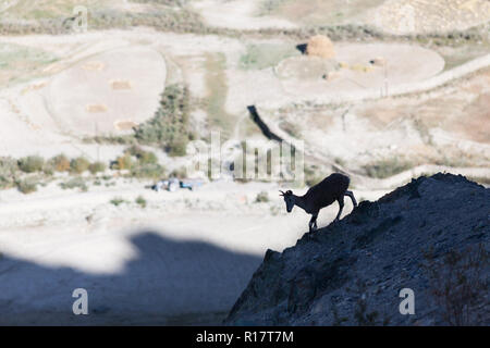 Il bharal (noto anche come pecora blu) e campi di Stongdey village (in background), Zanskar, India Foto Stock