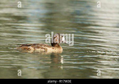 Maggiore Scaup (Aythya marila) Foto Stock