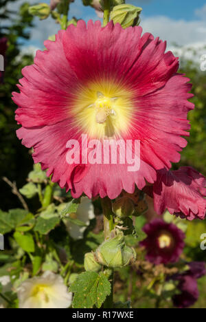 Un rosa chiaro fioritura di un hollyhock che mostra il dettaglio di stame, boccioli etc, crescendo in un sole luminoso. Foto Stock