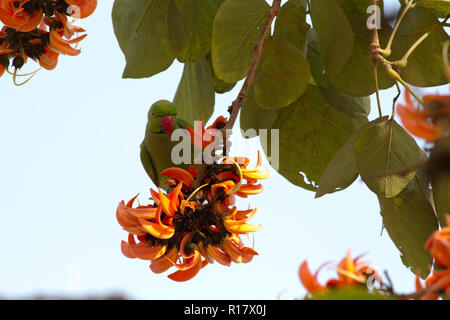 Rose-inanellati parrocchetto, localmente denominata Shabuj Tia. Dacca in Bangladesh. Foto Stock