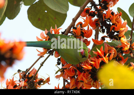 Rose-inanellati parrocchetto, localmente denominata Shabuj Tia. Dacca in Bangladesh. Foto Stock