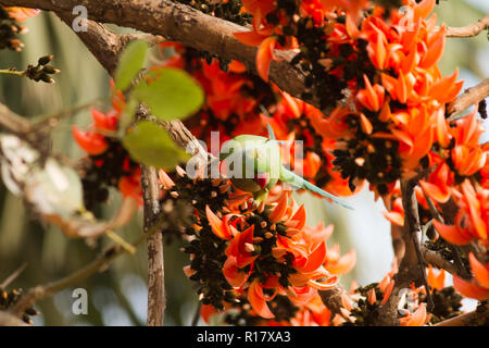 Rose-inanellati parrocchetto, localmente denominata Shabuj Tia. Dacca in Bangladesh. Foto Stock