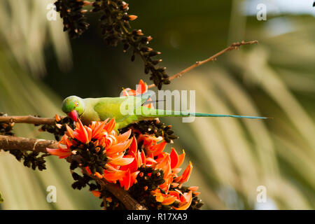 Rose-inanellati parrocchetto, localmente denominata Shabuj Tia. Dacca in Bangladesh. Foto Stock