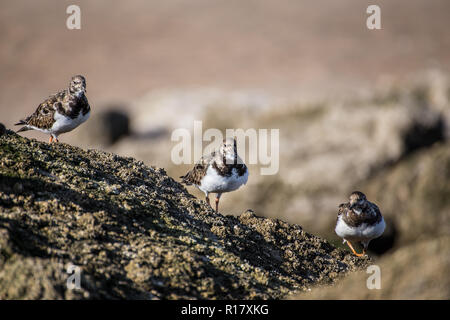 Un piccolo gregge di Turnstone (Arenaria interpres) gli uccelli rovistando su alga/moss ricoperta di rocce. Prese sulla spiaggia a Prestatyn, Galles del Nord, Regno Unito 2018 Foto Stock