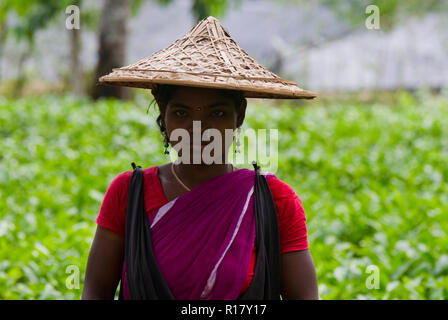 Ritratto di un tea garden lavoratore. Srimangal, Moulvibazar, Bangladesh. Foto Stock