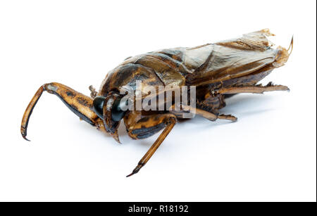 Un insetto d'acqua gigante fritto - Lethocerus indicus, isolato su sfondo bianco. Insetto arrosto, primo piano. Un insetto commestibile. Foto Stock