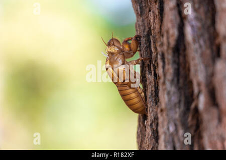 Slough della cicala insetto molt su albero di pino a Thung salaeng Luang National Park . Phetchabun e phitsanulokb provincia . Il nord della Thailandia . Una macro Foto Stock