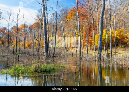 Colorato caduta delle foglie circonda una zona paludosa in Indiana. Foto Stock