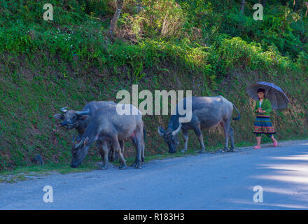 Agricoltore vietnamita nel countrside vicino ha Giang Vietnam Foto Stock