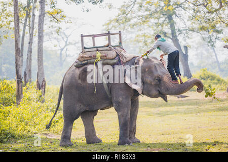 Chitwan ,Nepal - Ott 23,2018 : Elephant Keeper - Mahout con un grande elehpant in Chitwan il parco nazionale,Nepal. Foto Stock