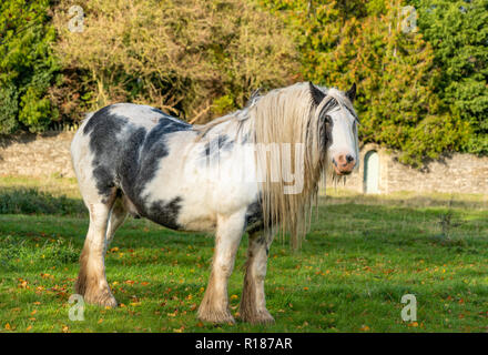 Cavallo al pascolo su Minchinhampton comune; il Cotswolds; Gloucestershire, Regno Unito Foto Stock