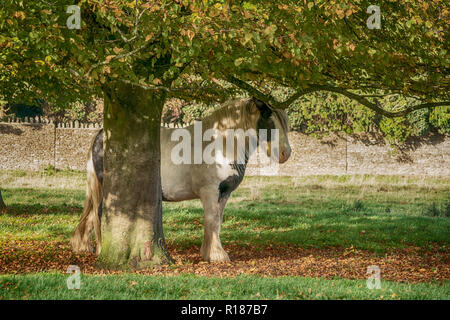 Cavallo al pascolo su Minchinhampton comune; il Cotswolds; Gloucestershire, Regno Unito Foto Stock