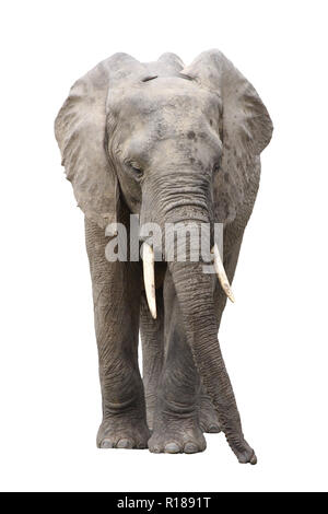 Elefante africano isolati su sfondo bianco Foto Stock