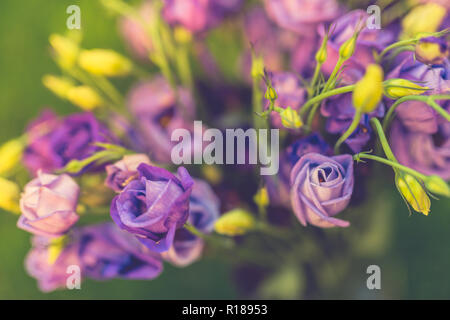 Bellissimi fiori viola nella natura selvaggia, offuscata prato verde dello sfondo. Natura artistica concetto, luminoso fiori viola sul verde erba, sfocata natura Foto Stock