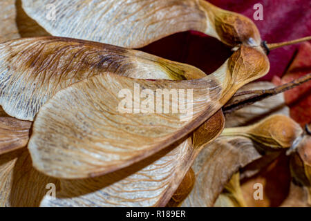 Macro close up, studio luce flash foto, di un secco semi di acero, autunno sentimenti. Dettaglio Struttura di parafango con splendide nervi naturale, focu selettiva Foto Stock