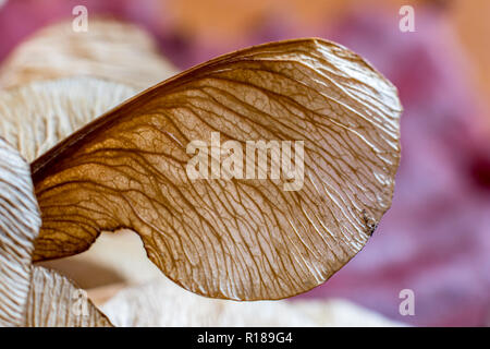 Macro close up, studio luce flash foto, di un secco semi di acero, autunno sentimenti. Dettaglio Struttura di parafango con splendide nervi naturale, focu selettiva Foto Stock