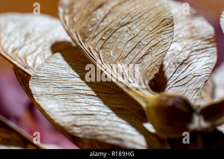 Macro close up, studio luce flash foto, di un secco semi di acero, autunno sentimenti. Dettaglio Struttura di parafango con splendide nervi naturale, focu selettiva Foto Stock