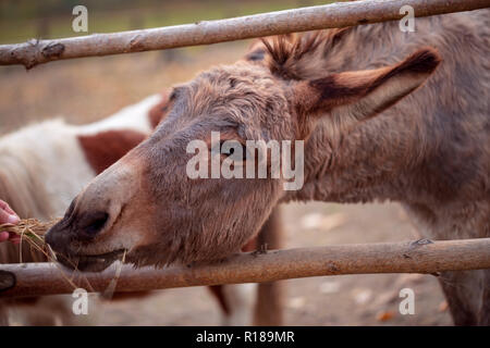 Giovane uomo alimenta una bella asino close up Foto Stock