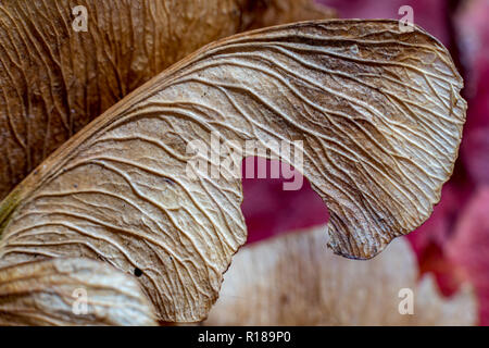 Macro close up, studio luce flash foto, di un secco semi di acero, autunno sentimenti. Dettaglio Struttura di parafango con splendide nervi naturale, focu selettiva Foto Stock