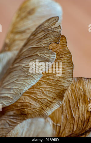 Macro close up, studio luce flash foto, di un secco semi di acero, autunno sentimenti. Dettaglio Struttura di parafango con splendide nervi naturale, focu selettiva Foto Stock