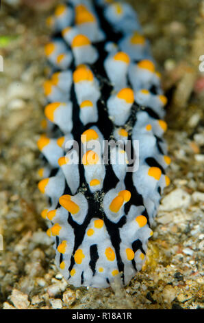 Fried-Egg nudibranch, Phyllidia varicosa, sito di immersione Serena West, Lembeh Straits, Sulawesi, Indonesia Foto Stock