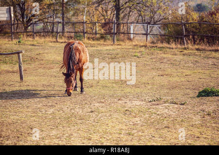 I cavalli domestici - Bella marrone a cavallo al pascolo in un prato e mangiare erba Foto Stock