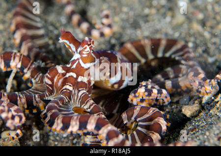 Wunderpus Octopus, Octopus photogenicus, Kareko Batu sito di immersione, Lembeh Straits, Sulawesi, Indonesia Foto Stock