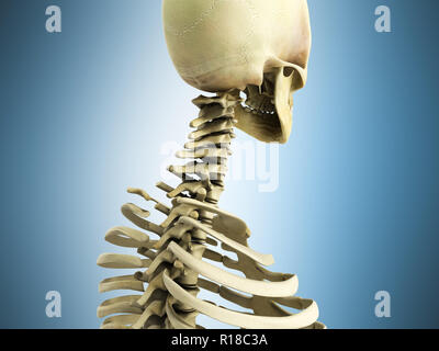 Accurata dal punto di vista medico 3d illustrazione del sistema scheletrico la colonna vertebrale cervicale su blu Foto Stock