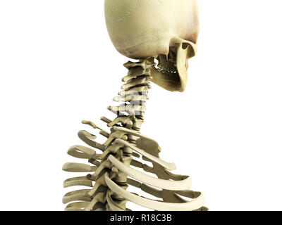Accurata dal punto di vista medico 3d illustrazione del sistema scheletrico la colonna vertebrale cervicale Foto Stock