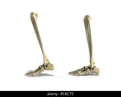 Medical accurata illustrazione della parte inferiore della gamba ossa 3D render Foto Stock